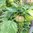 Tomatillo verde Physalis ixocarpa