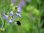 Wildblumenwiese Bienenweide