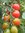 Samenpaket "alte Schätze" 6 alte Sorten Tomaten