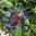 Blaue Berg-Flockenblume Centaurea montana