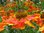 Sonnenbraut Helenium autumnale