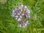 Bienenfreund Phacelia tanacetifolia