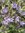 Bienenfreund Phacelia tanacetifolia