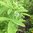 Schabzigerklee Trigonella caerula