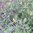 Bolivianischer Koriander Porophyllum ruderale