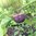 Tomatillo purple Physalis ixocarpa