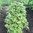 Gemüseamarant Amaranthus lividus