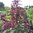 Gemüseamarant Amaranthus lividus
