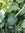 Wildgurke Cucumis anguria