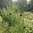Großer Wiesenknopf Sanguisorba officinalis