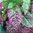 Kermesbeere Phytolacca acinosa