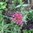 Spornblume Centranthus ruber