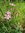 Tausendgüldenkraut Centaurium erythraea