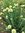 Winterheckenzwiebel Allium fistulosum