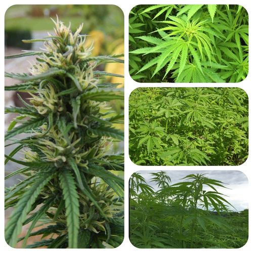Hanf Cannabis sativa