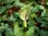 Aronstab Arum maculatum