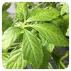 Weißer Andorn Marrubium vulgare Mauseohr Heilpflanze Teepflanze