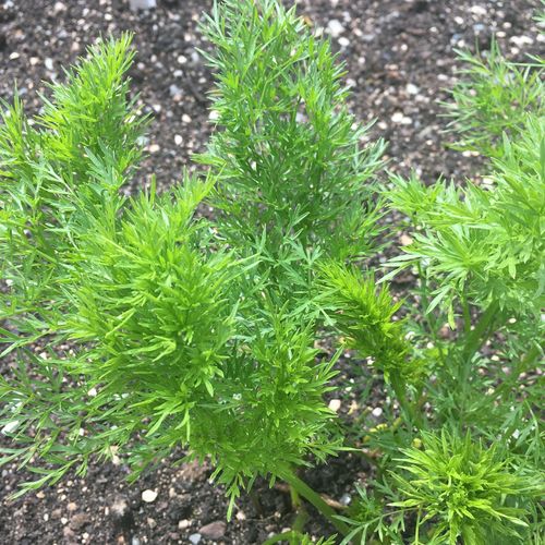 Chinesischer Beifuß Artemisia annua