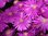 Eiskraut Mesembryanthemum crystallinum