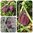 Schachbrettblume Fritillaria meleagris