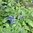 Blauer Salbei Salvia patens