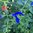 Blauer Salbei Salvia patens