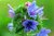 Blauer Natternkopf Echium vulgare