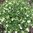 Christrose Helleborus niger
