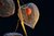 Lampionblume Physalis alkekengi "Zwerg"