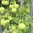 Ballonrebe Cardiospermum halicacabum