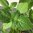 Chia Salvia hispanica