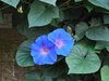 Trichterwinde Morning Glory Ipomoea tricolor