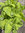 Gelbe Gartenmelde Atriplex hortensis