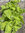 Gelbe Gartenmelde Atriplex hortensis