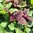 Rote Gartenmelde Atriplex hortensis