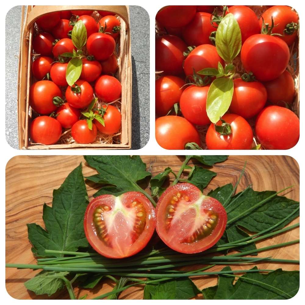 Gemüse Tomate 20 Samen Heritage Wirtschaft - Harbinger