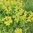 Gold-Wolfsmilch Euphorbia polychroma