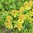 Gold-Wolfsmilch Euphorbia polychroma