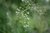 Hirtentäschel Capsella bursa-pastoris