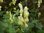 Gelber Eisenhut Aconitum lycoctum