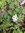 Lerchensporn Corydalis solida