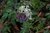 Lerchensporn Corydalis solida