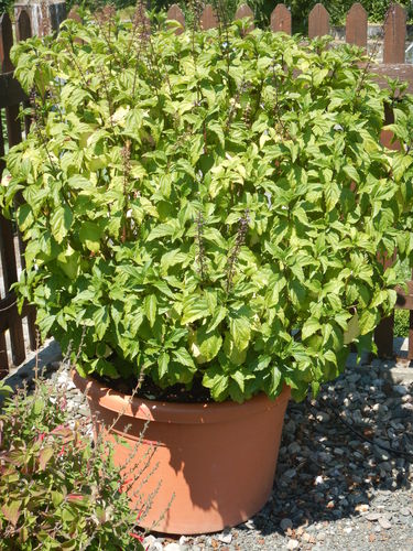 Green Pepper Basilikum