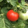 New Yorker kleinbleibende Tomate für Gegenden mit kurzen Sommern kältetolerant 