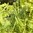 Inkagurke Cyclanthera edulis