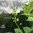 Inkagurke Cyclanthera edulis