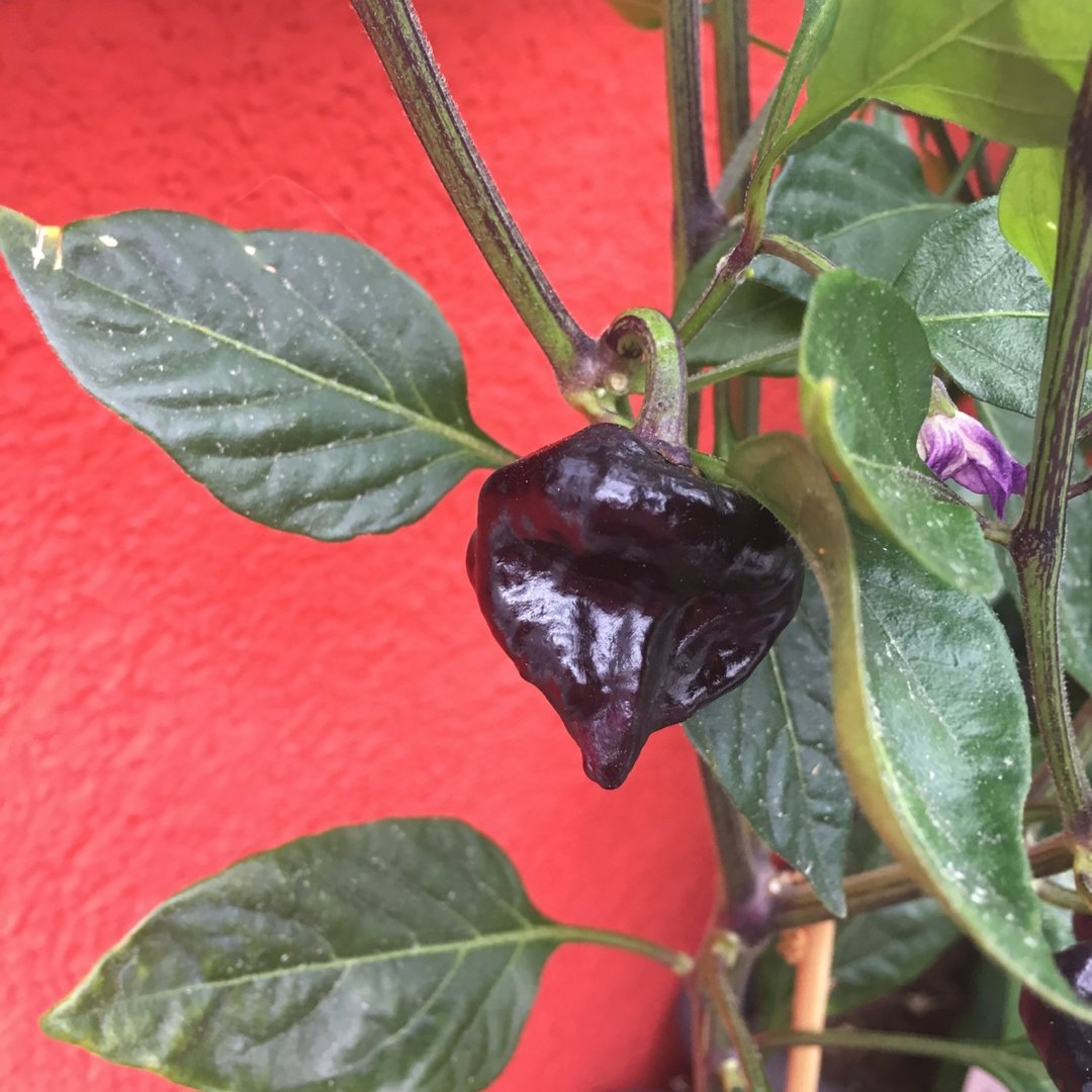 Purple Ufo violette Chili mittelscharfe Chilli mit ufo-förmigen Früchten 
