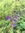 Transsilvanischer Salbei Salvia transsilvanica