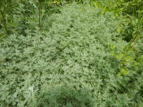 Steppenbeifuß Artemisia ludoviciana