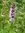 Asiatische Minze Schizonepeta tenuifolia